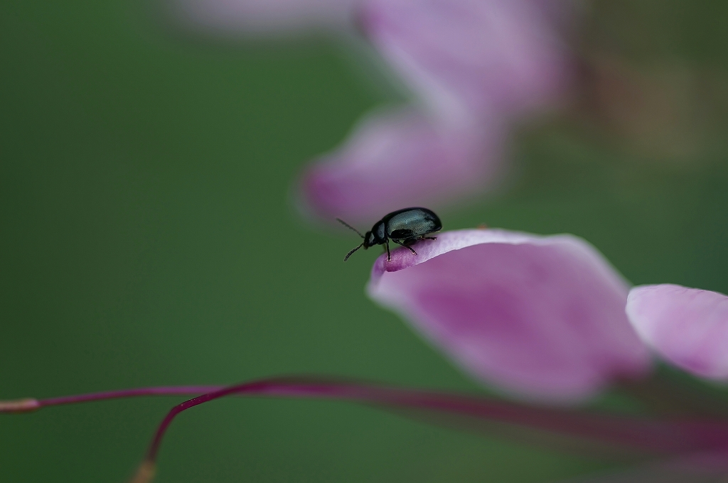 tubunomihamusi011m.jpg
