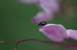 tubunomihamusi011m_s.jpg