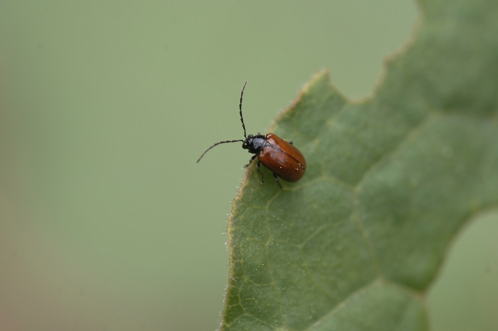 tyabanetuyahamusi184m.jpg