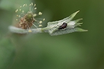 tyabanetuyahamusi504m_s.jpg
