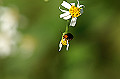 yamaimohamusi087_s.jpg