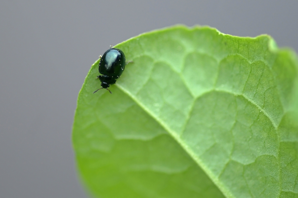 yanagirurihamusi041m.jpg