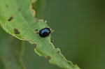 yanagirurihamusi190m_s.jpg