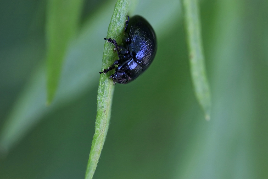 yomogihamusi004m.jpg