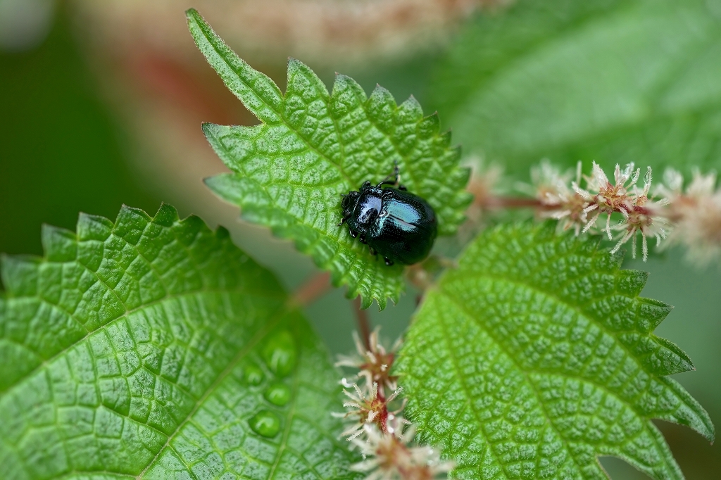 yomogihamusi254m.jpg