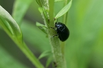 yomogihamusi393m_s.jpg