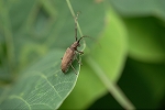 biroudokamikiri973_s.jpg"