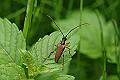 momogurohanakamikiri001_s.jpg