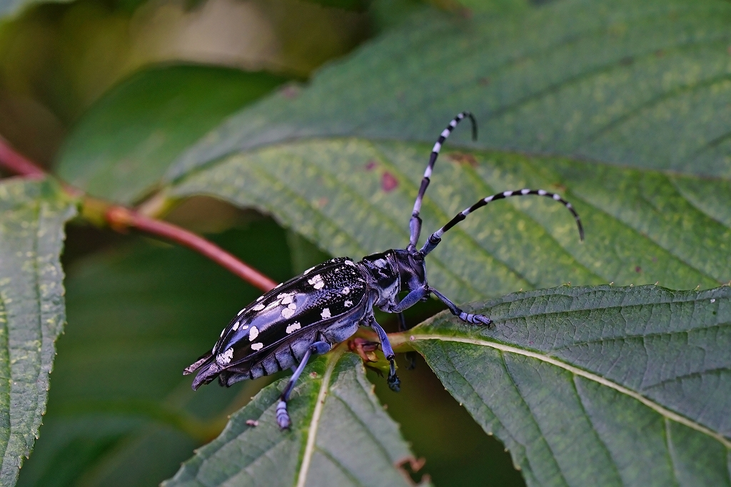 gomadarakamikiri009m.jpg