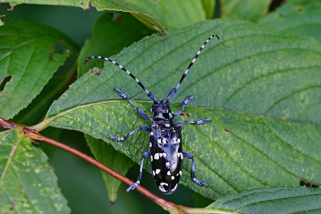gomadarakamikiri021m.jpg
