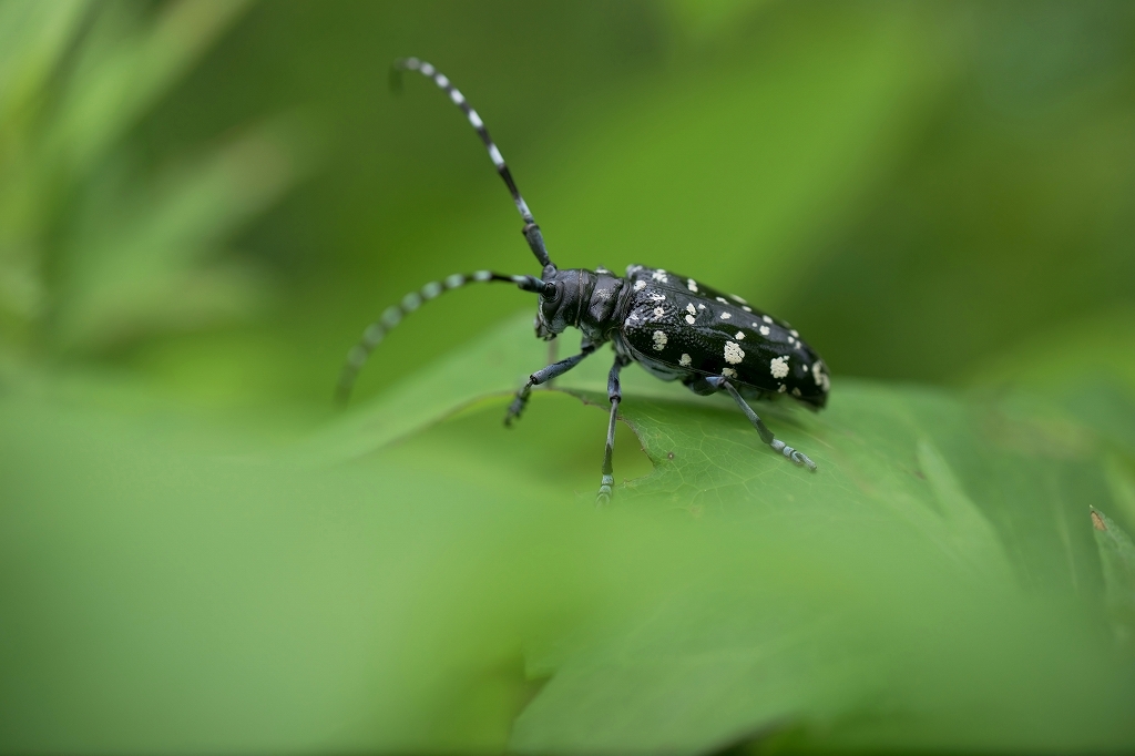 gomadarakamikiri091m.jpg