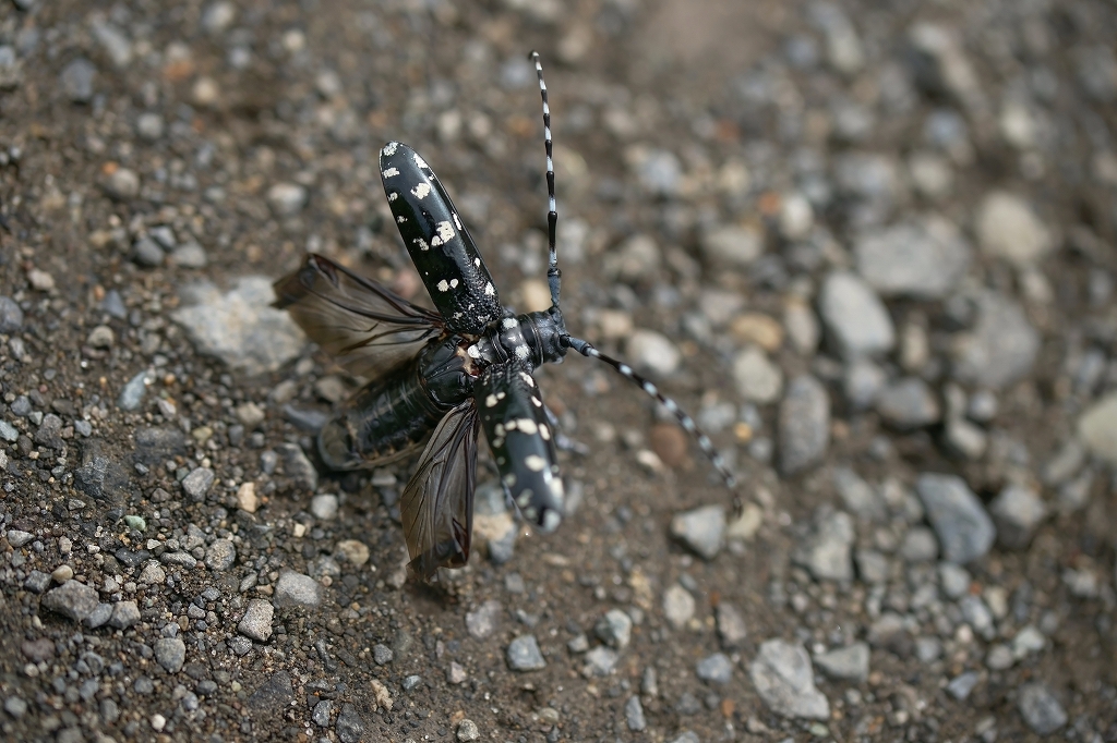 gomadarakamikiri311m.jpg