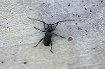 himesugikamikiri018m_s.jpg