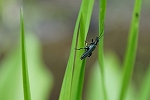 momobutokamikirimodoki096m_s.jpg
