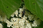 muneakakurohanakamikiri011m_s.jpg