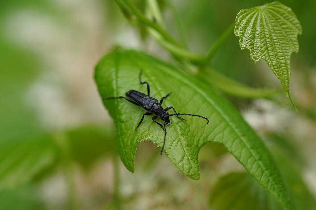 muneakakurohanakamikiri051m.jpg