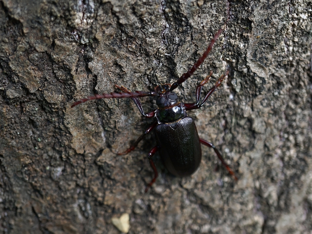 nokogirikamikiri025m.jpg