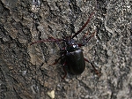 nokogirikamikiri025m_s.jpg