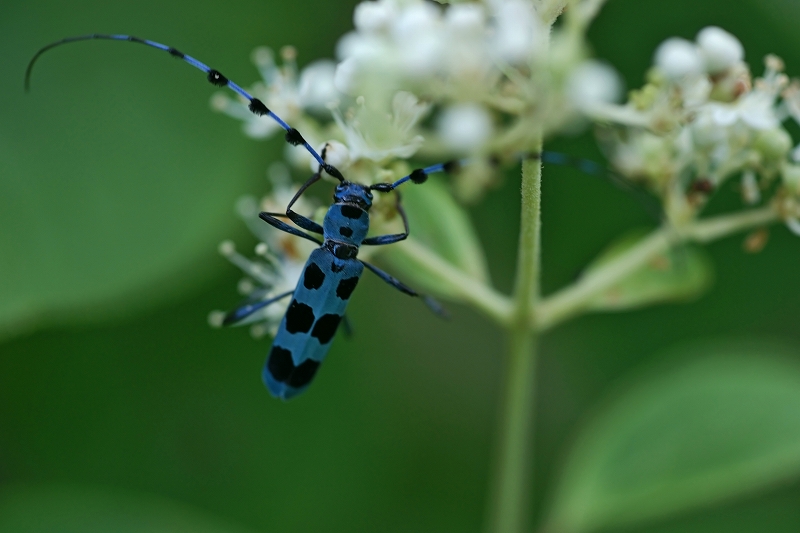 ruribosikamikiri044m.jpg