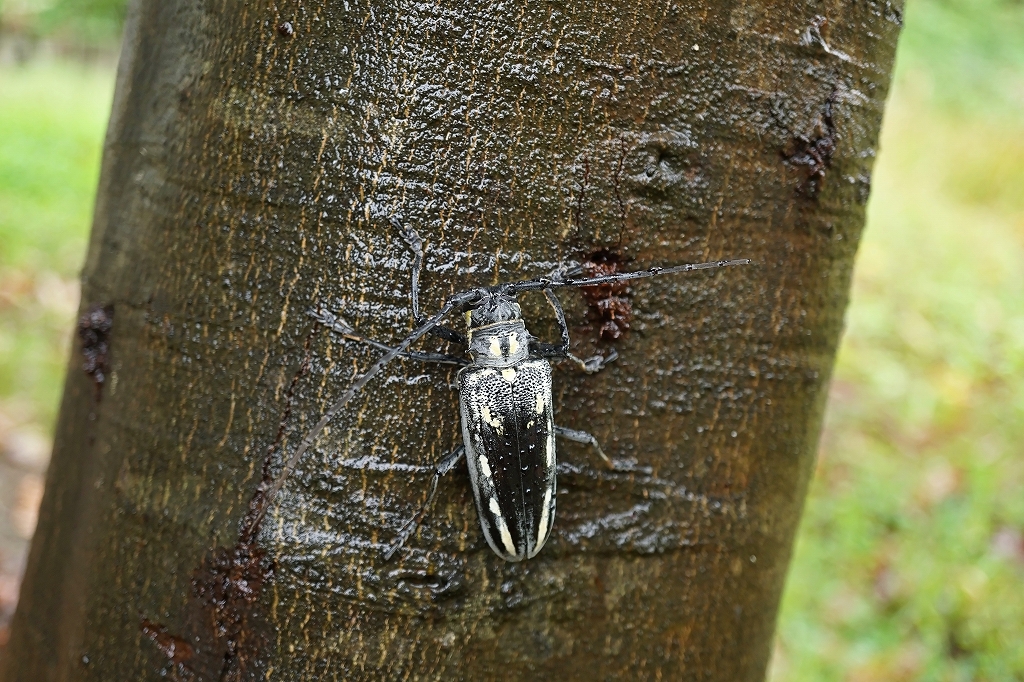 sirosujikamikiri136m.jpg
