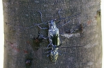 sirosujikamikiri029m_s.jpg