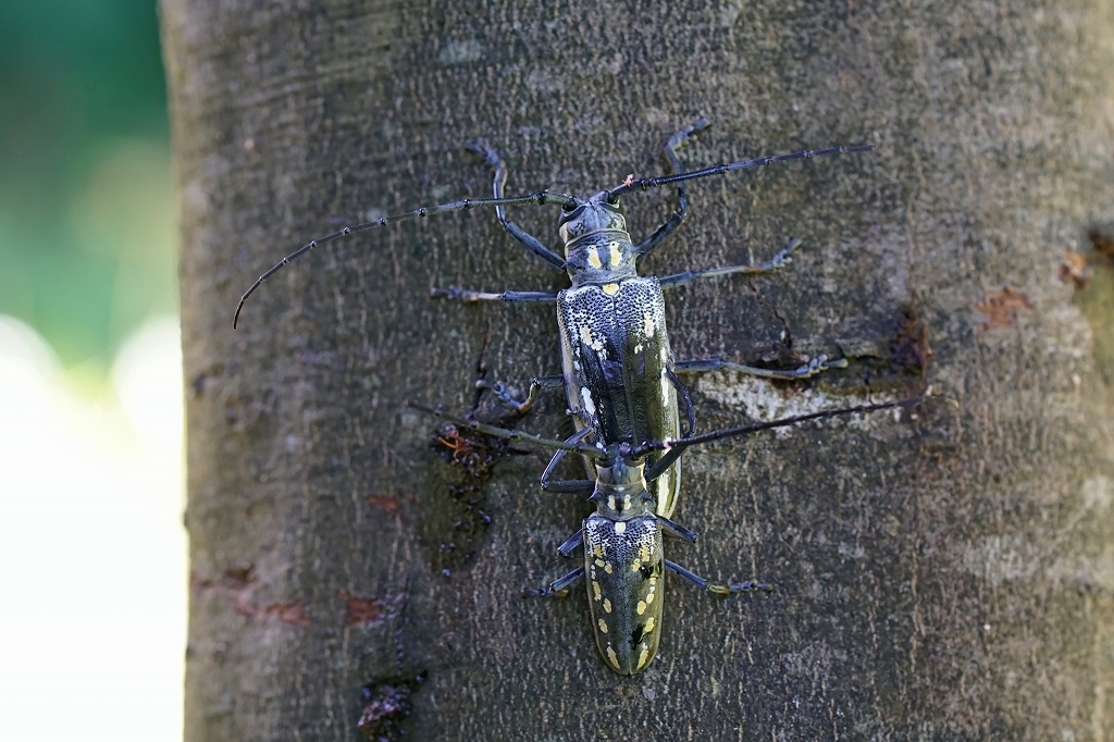 sirosujikamikiri037m.jpg