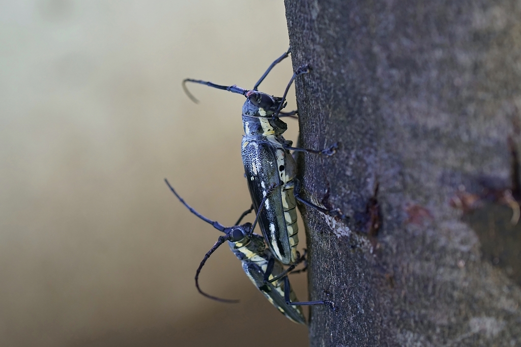 sirosujikamikiri046m.jpg