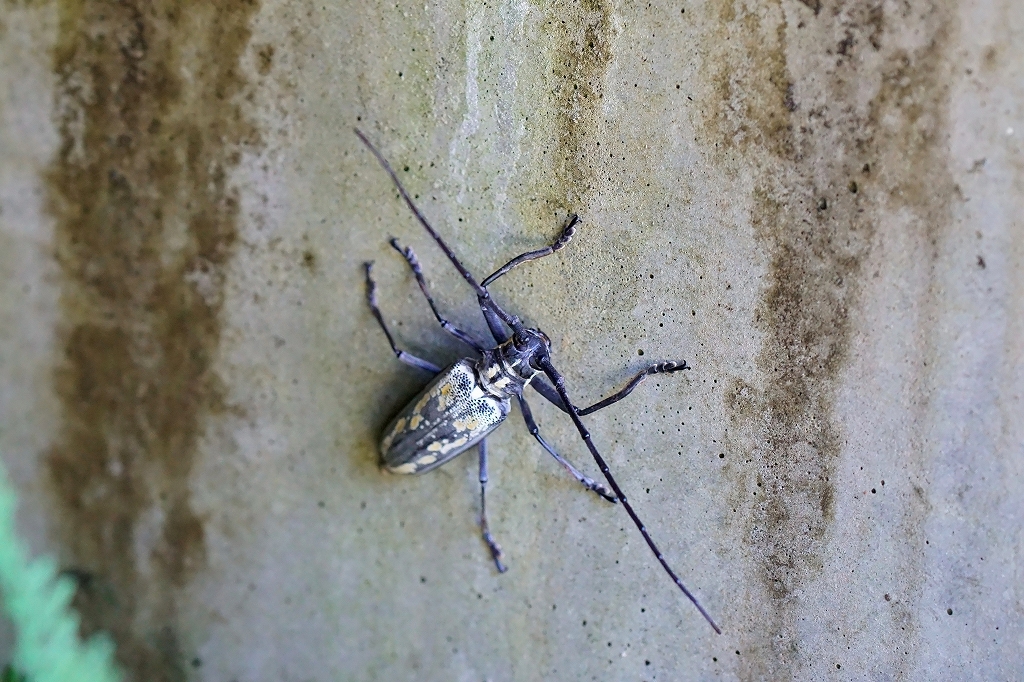 sirosujikamikiri150m.jpg