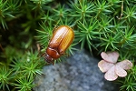kuriirokogane046m_s.jpg