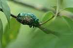 sirotenhanamuguri053m_s.jpg