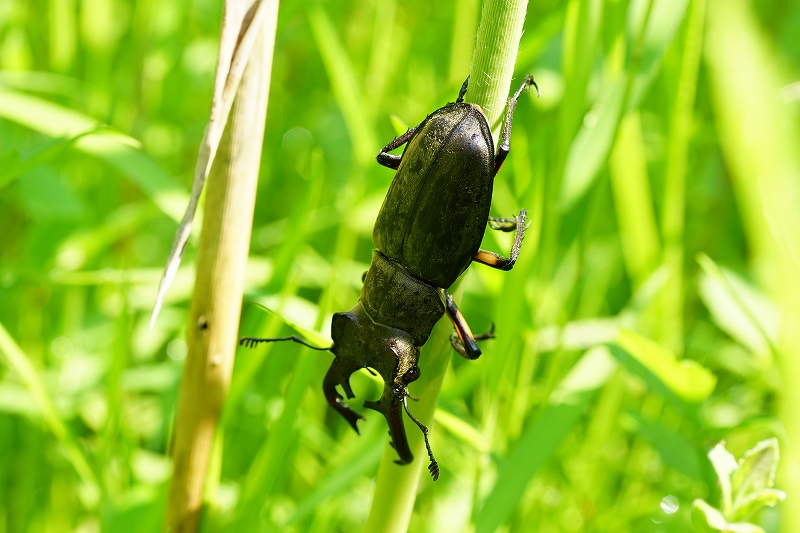 miyamakuwagata092.jpg