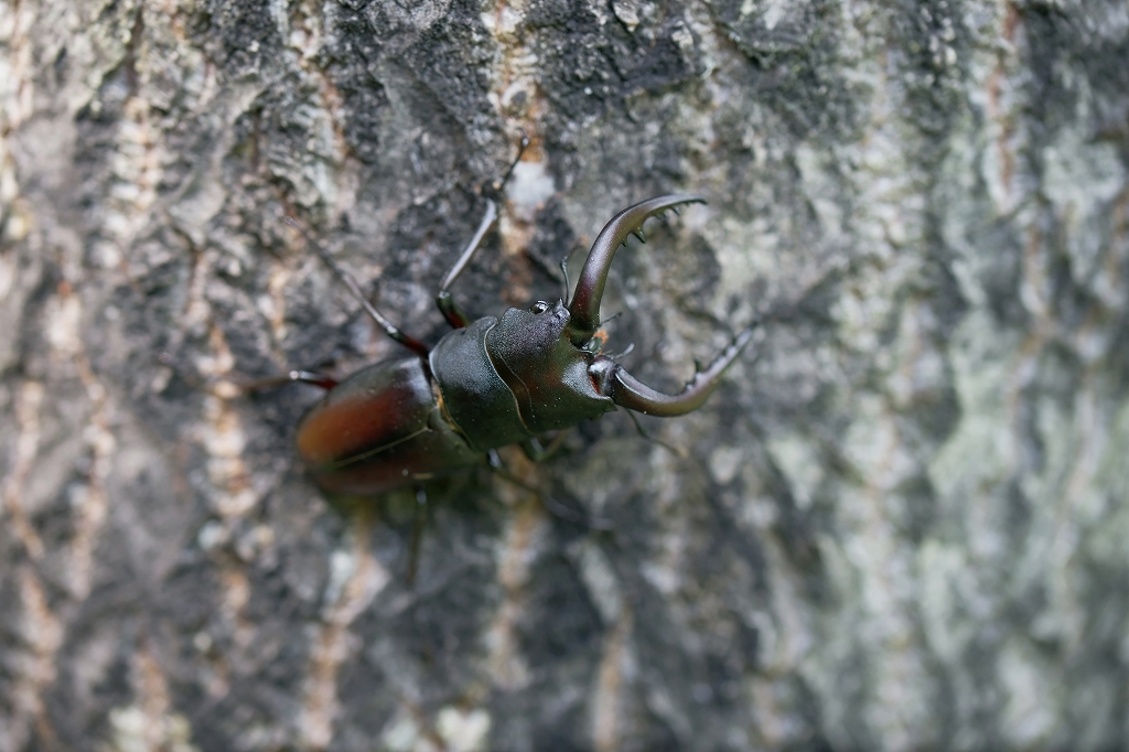 nokogirikuwagata103m.jpg