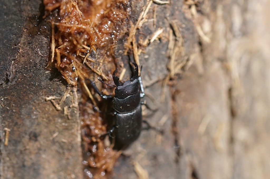 sujikuwagata105m.jpg