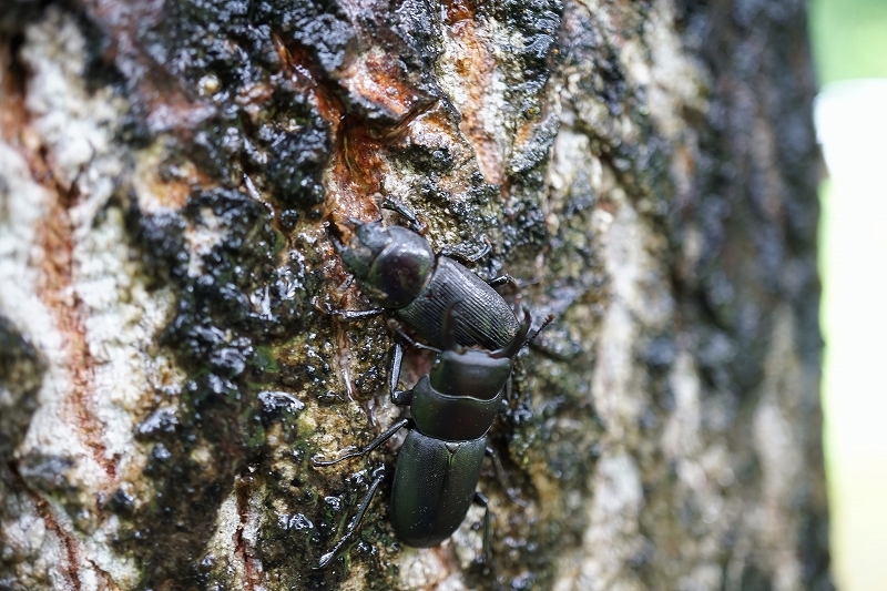 sujikuwagata121m.jpg
