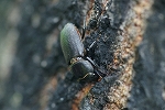 sujikuwagata371_s.jpg