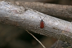akahanemusi143m_s.jpg