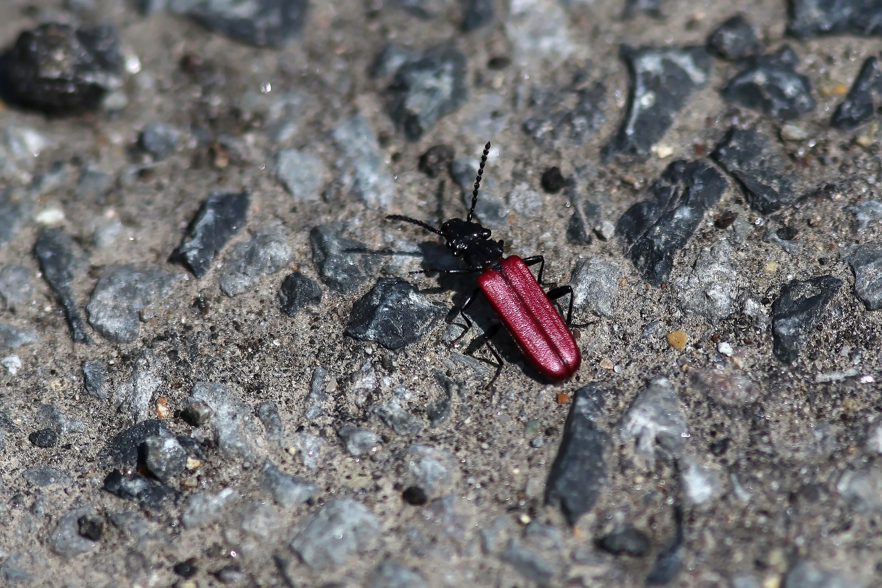 benihiratamusi056m.jpg