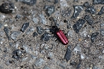 benihiratamusi056m_s.jpg