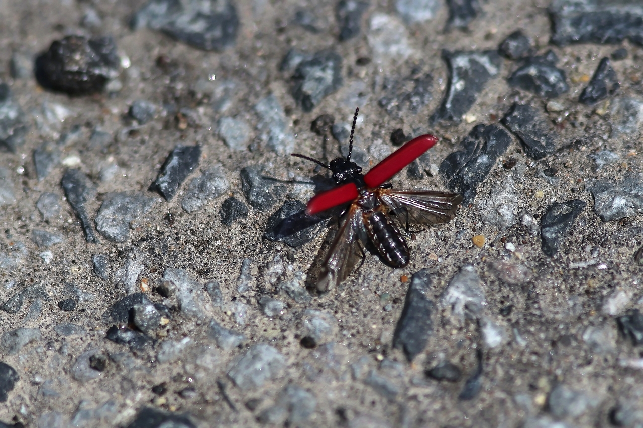 benihiratamusi057m.jpg