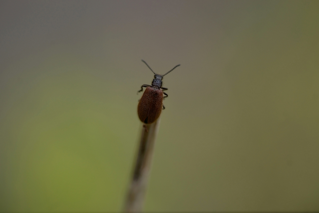 hamusidamasi400m.jpg