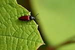 hanebiroakakometuki079m_s.jpg