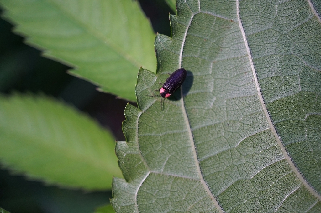 heikebotaru040m.jpg