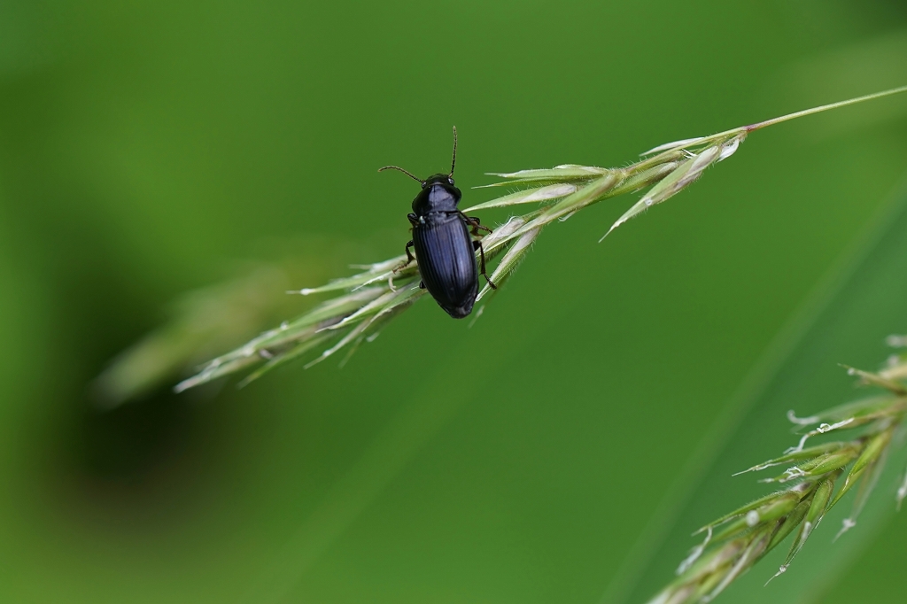 hosibosigomimusi103m.jpg