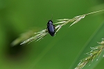 hosibosigomimusi103m_s.jpg