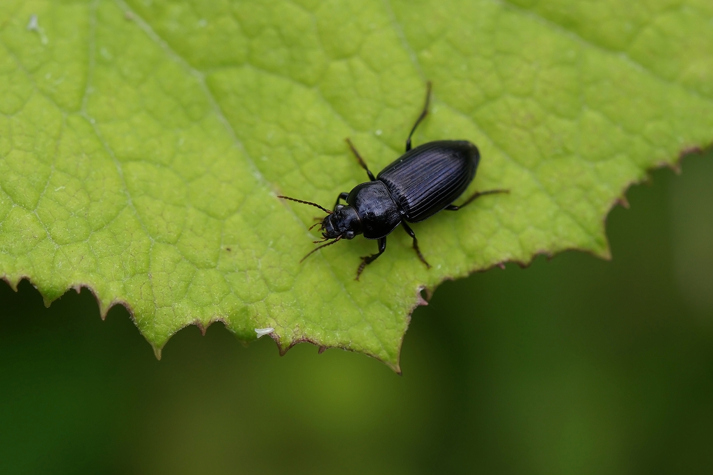 hosibosigomimusi119m.jpg