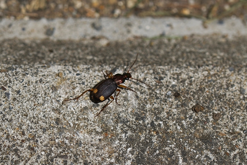 kibosiaogomimusi150m.jpg