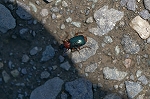 kikubiaoatokirigomimusi280m_s.jpg