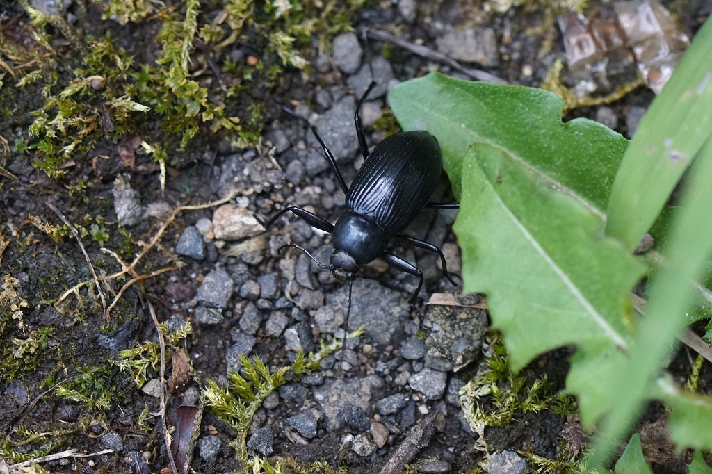 kimawari064m.jpg