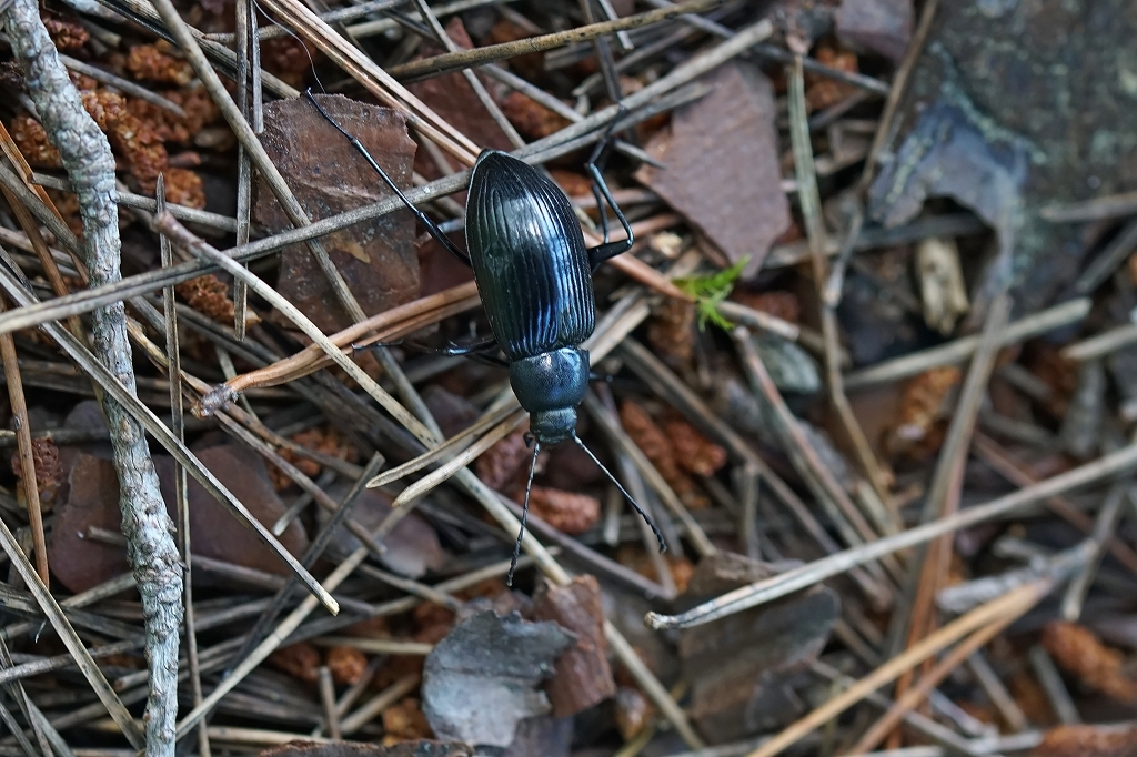 kimawari090m.jpg