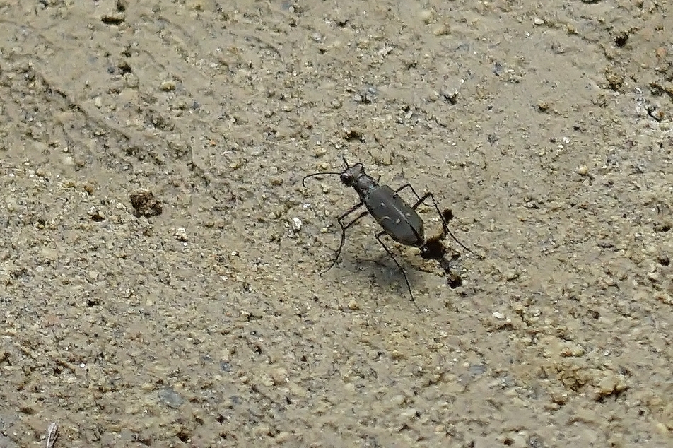 kohanmyou013m.jpg